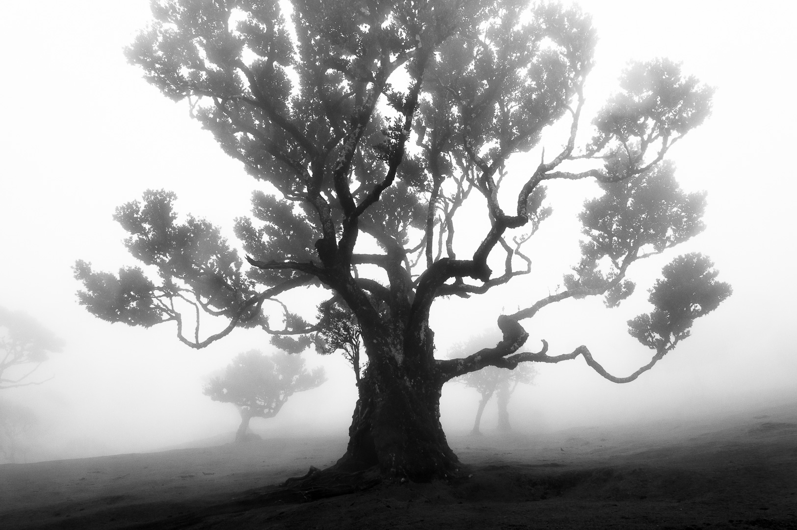 The Giant by Adam Lack