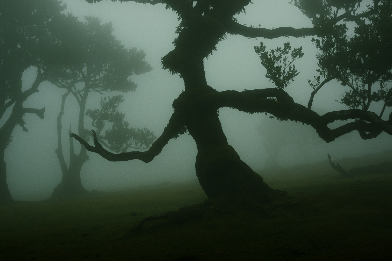 The Old Man of Fanal by Adam Lack