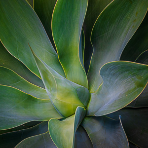 Agave Square