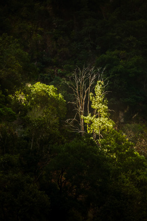 Illuminate Madeira I