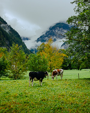 Swiss Scene