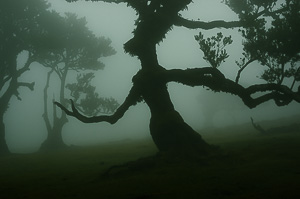 The Old Man of Fanal