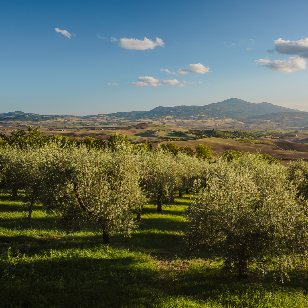 Tuscan Landscape I by Adam Lack