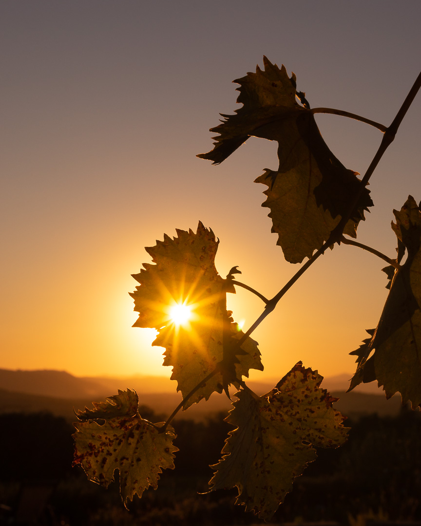 Tuscan Vines by Adam Lack