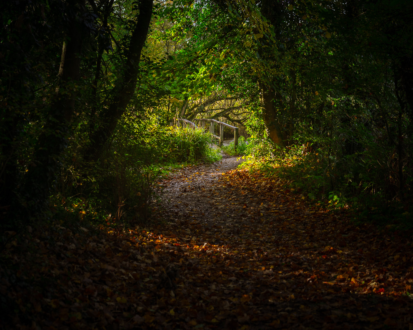 Autumnal Curve by Adam Lack