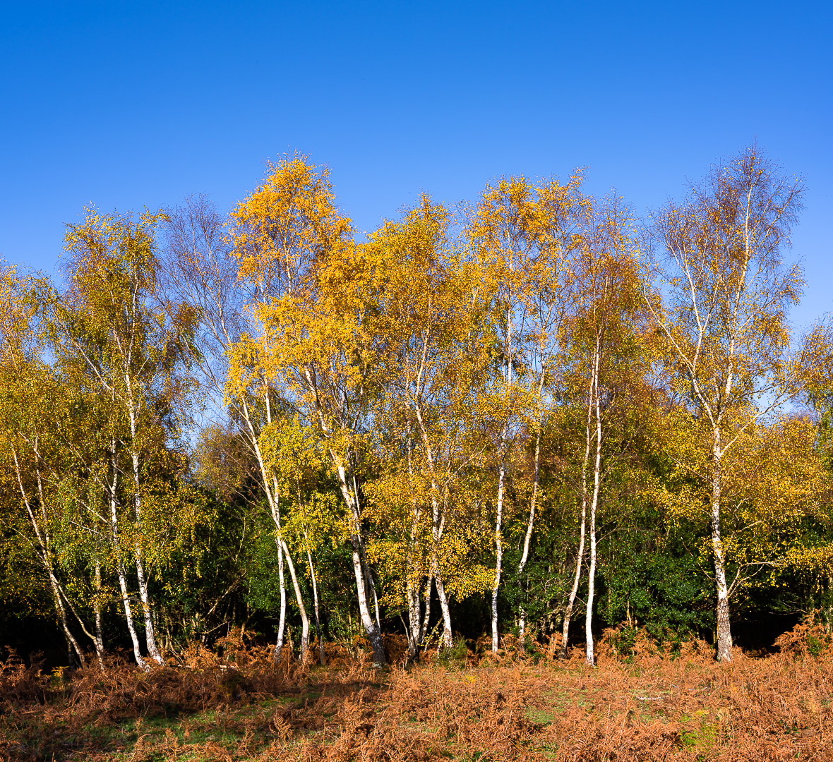 Birches in Autumn Clothes by Adam Lack