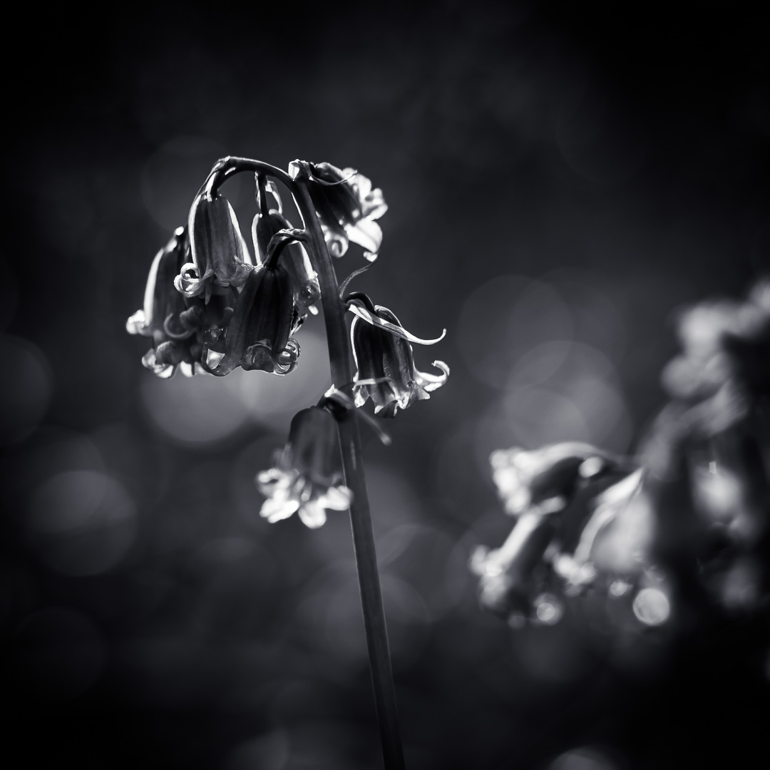 Blue Bells by Adam Lack