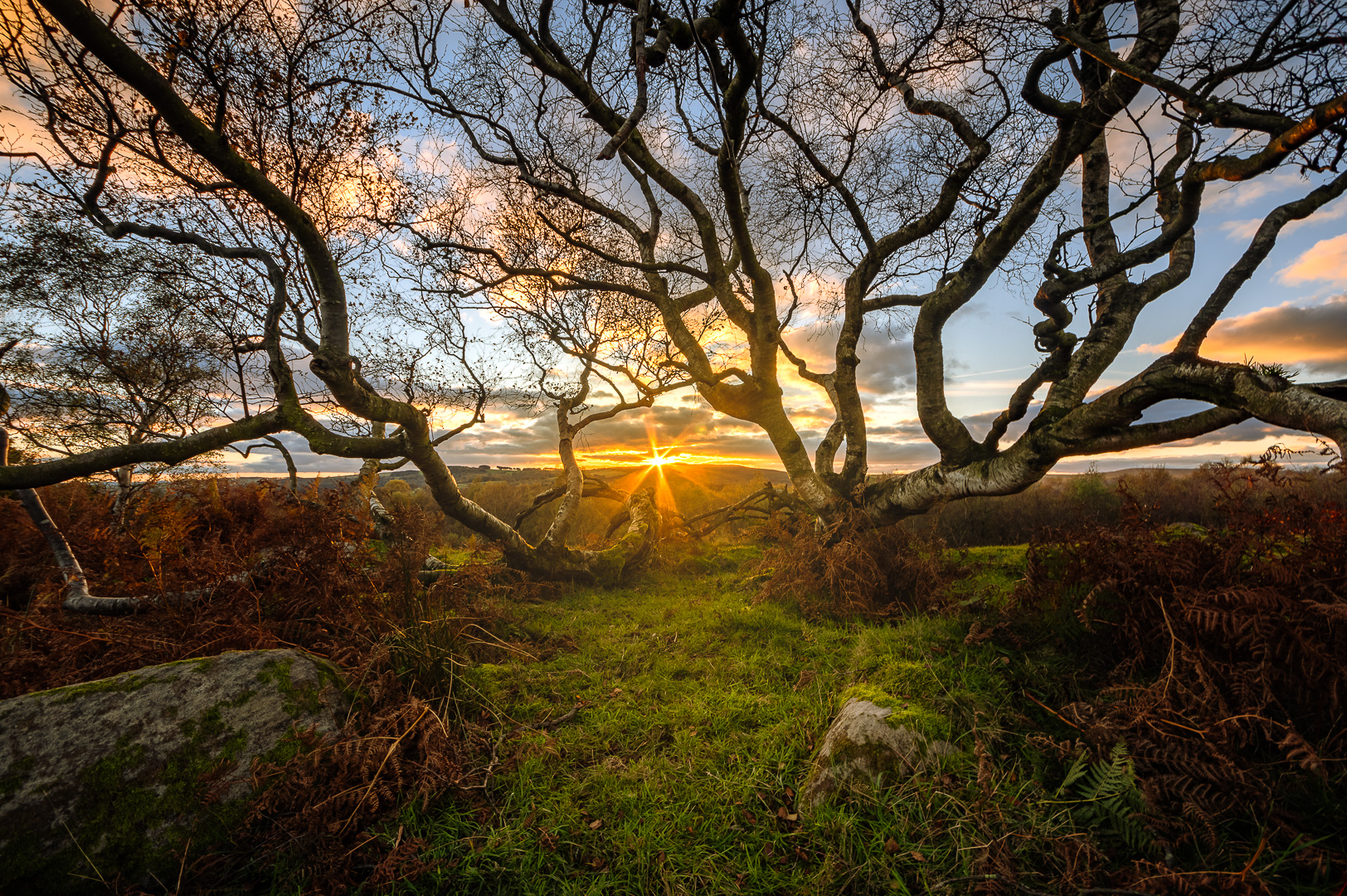 Branching Sunset by Adam Lack