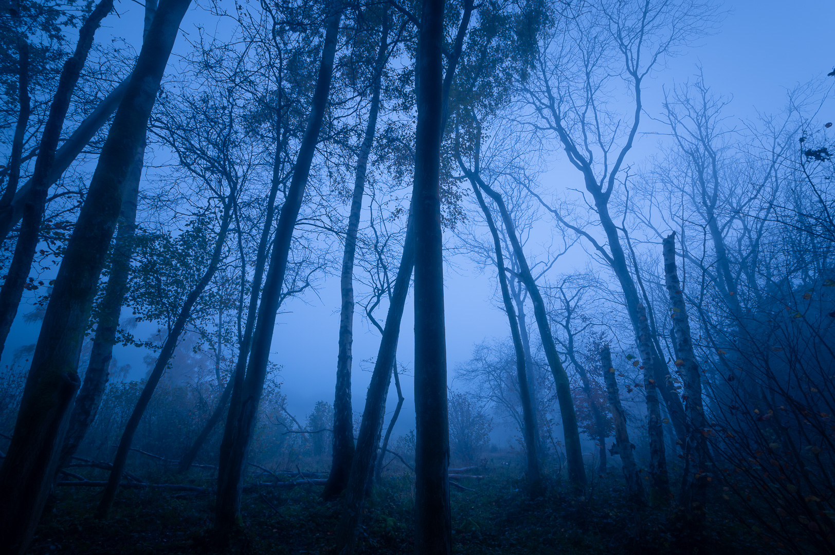 Cold and Foggy by Adam Lack