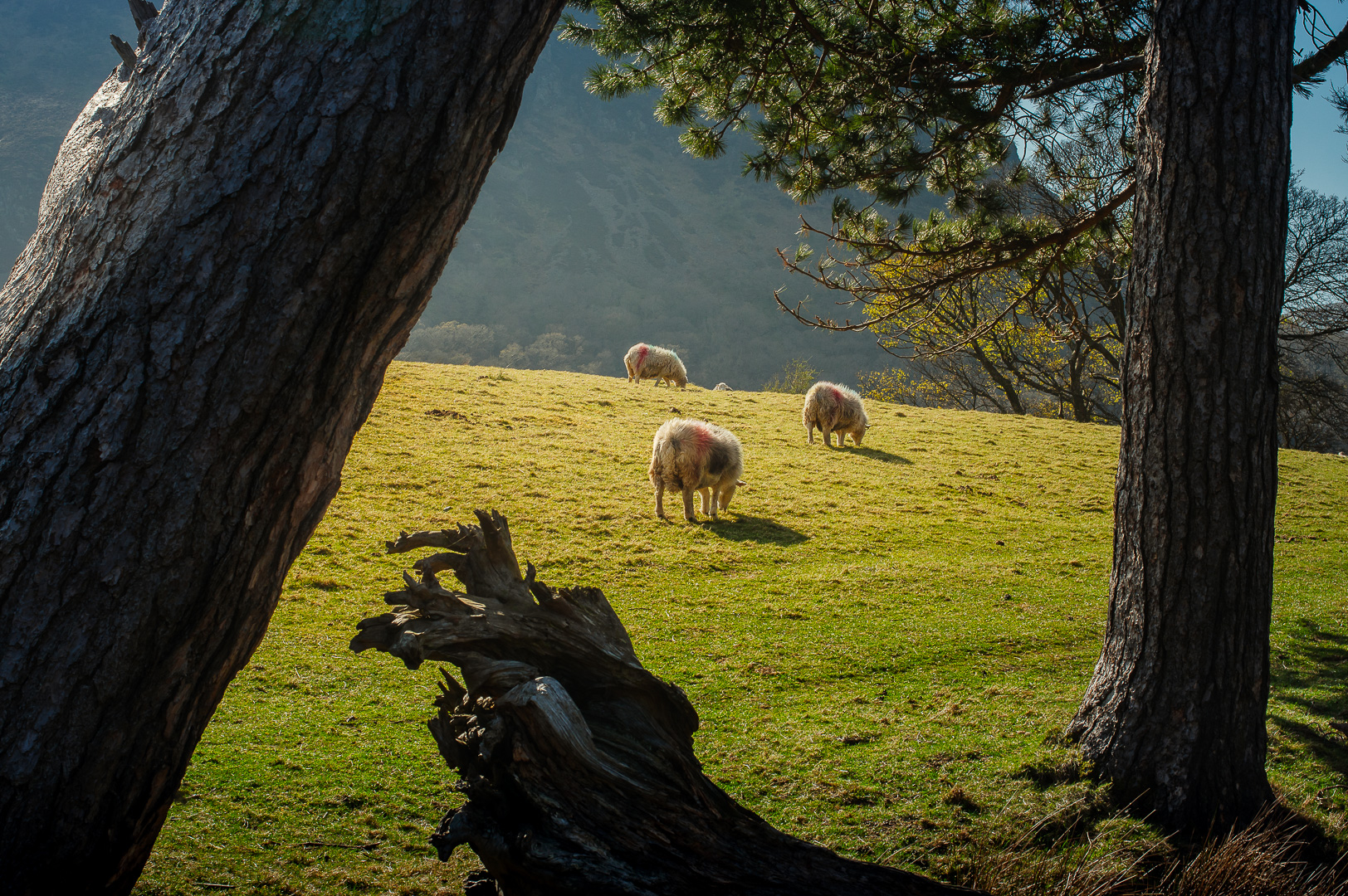 Crummock Water sheep by Adam Lack