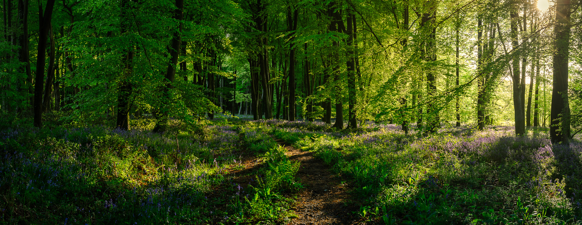 Evening Woodland Track by Adam Lack