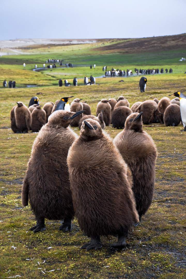 Falklands #7 by Adam Lack