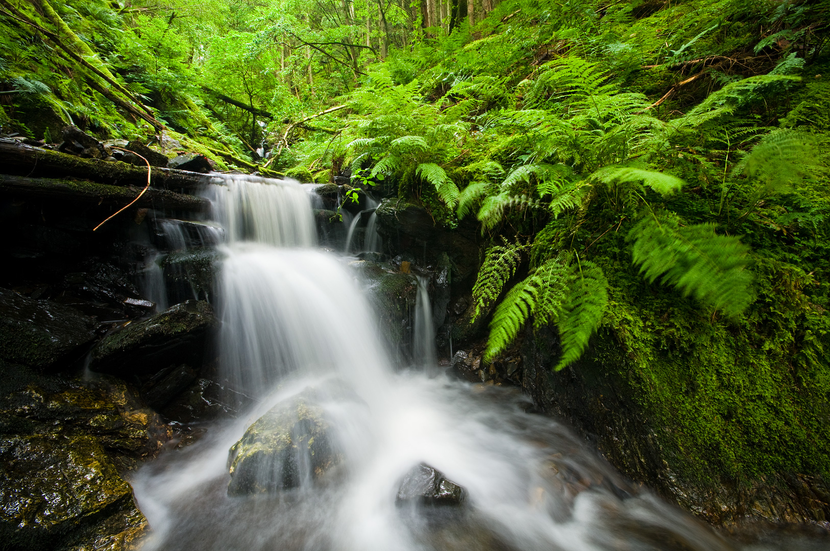Green Splash by Adam Lack
