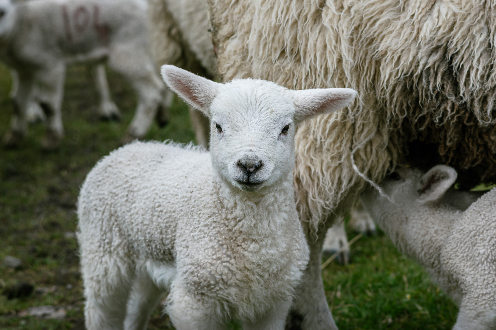 Lakeland Lamb II by Adam Lack
