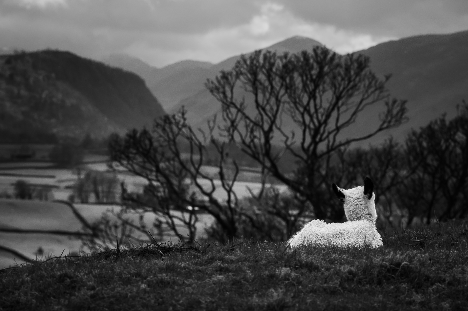 Lamb enjoying the view by Adam Lack