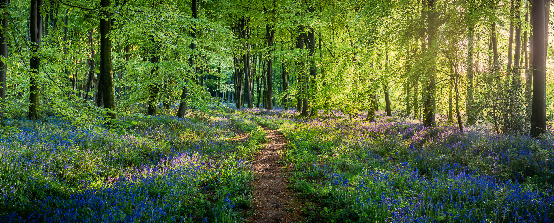 Micheldever Magic by Adam Lack