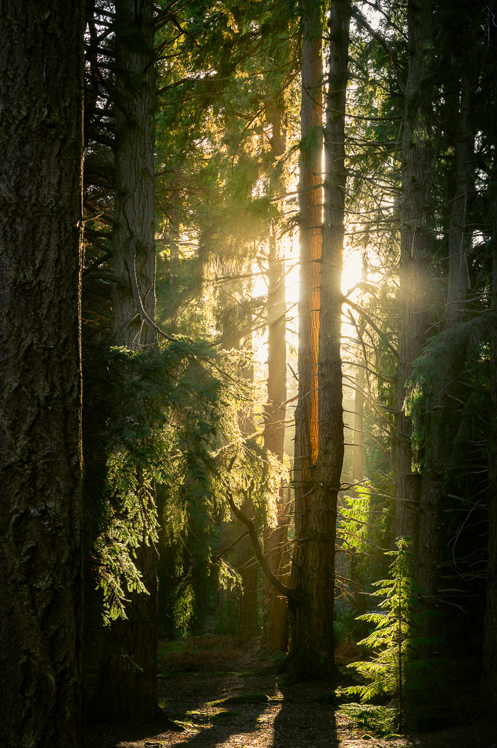 New Forest Breakthrough by Adam Lack
