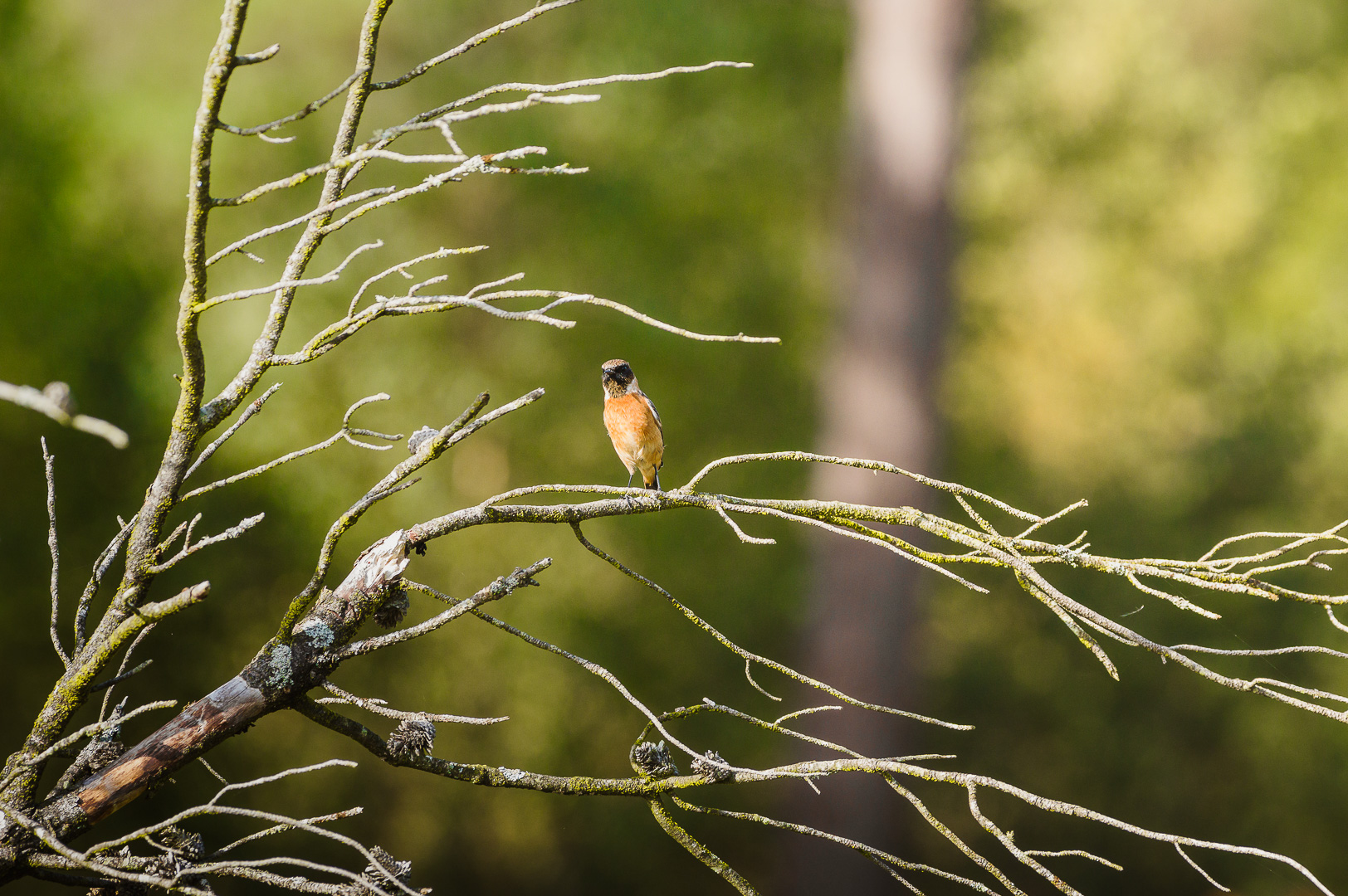 New Forest Creature by Adam Lack