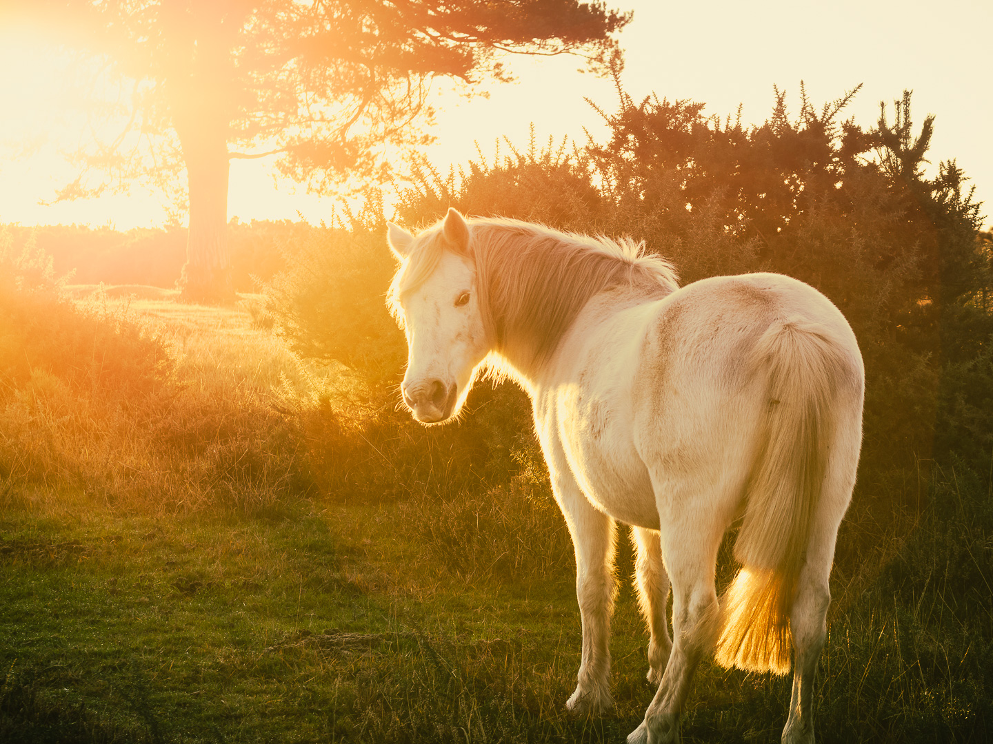 New Forest Pony Sunrise III by Adam Lack