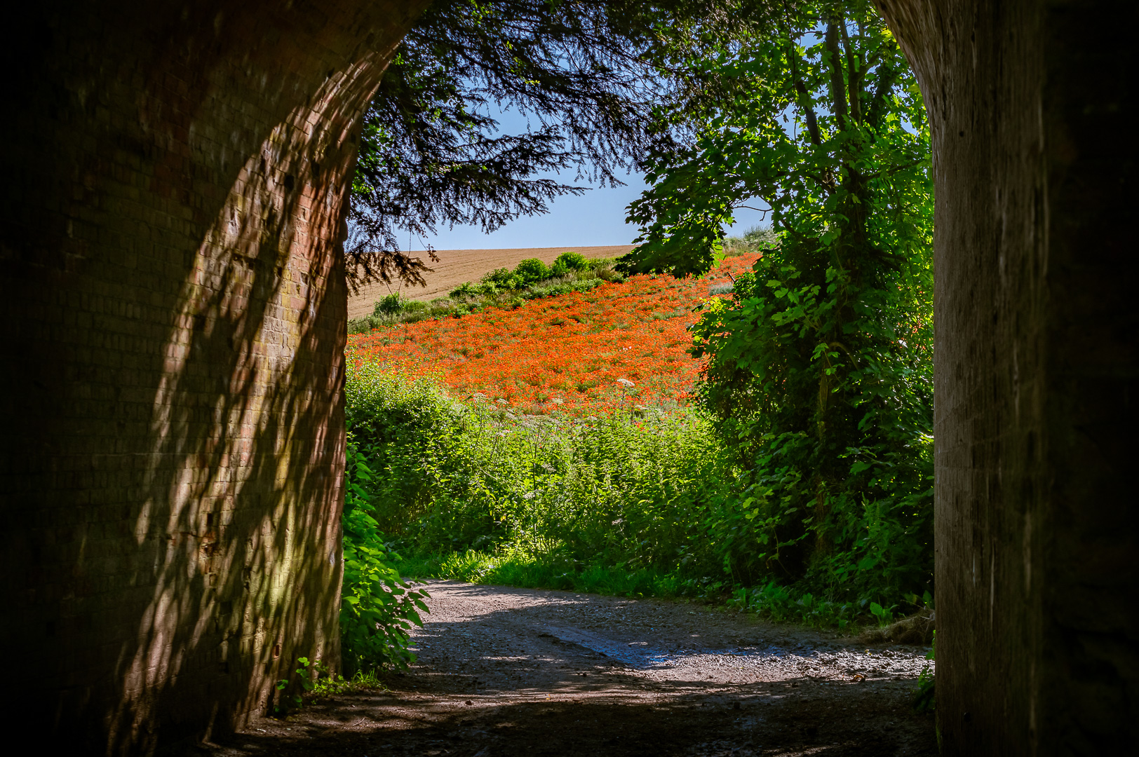 Poppy Field I by Adam Lack