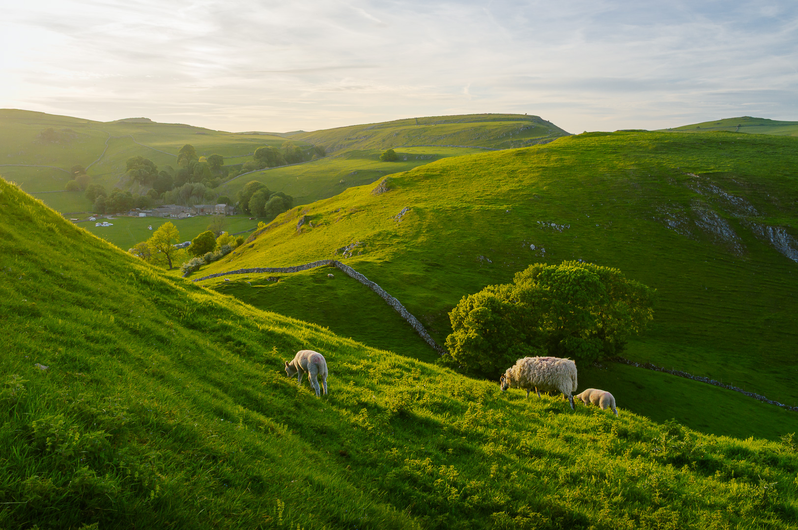 Sheep on Parkhouse Hill II by Adam Lack