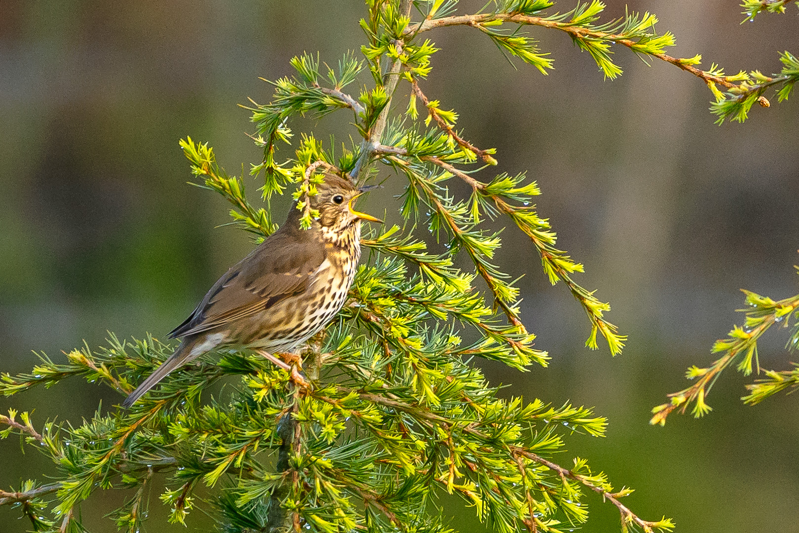 Singing in the Dew by Adam Lack