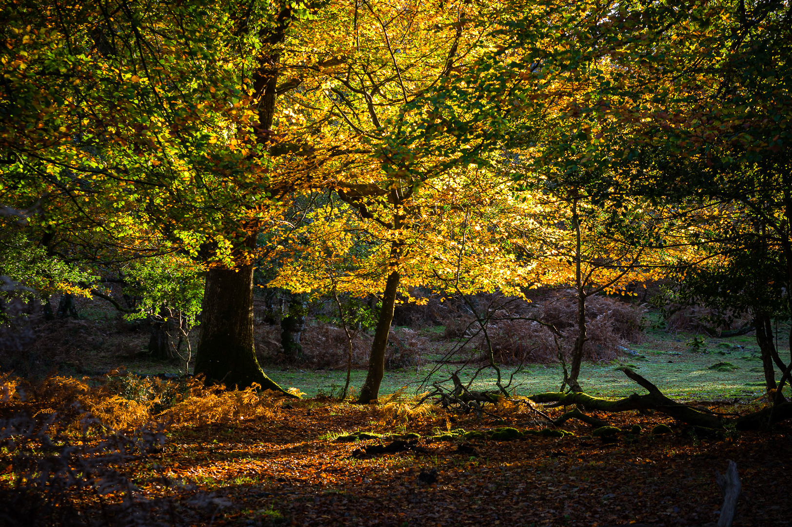 Spreading Golden Wings by Adam Lack