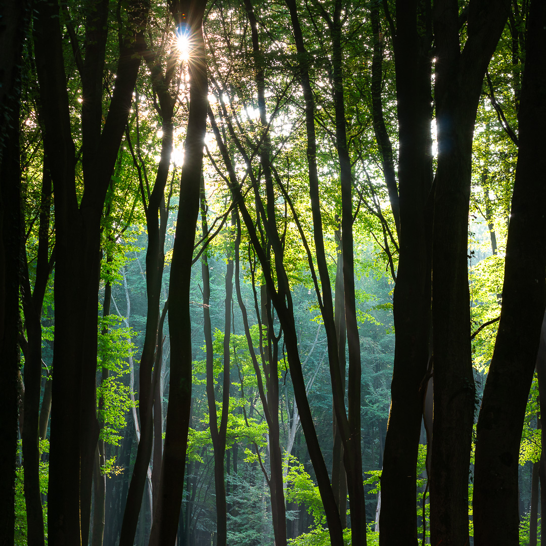 Spring Glade by Adam Lack