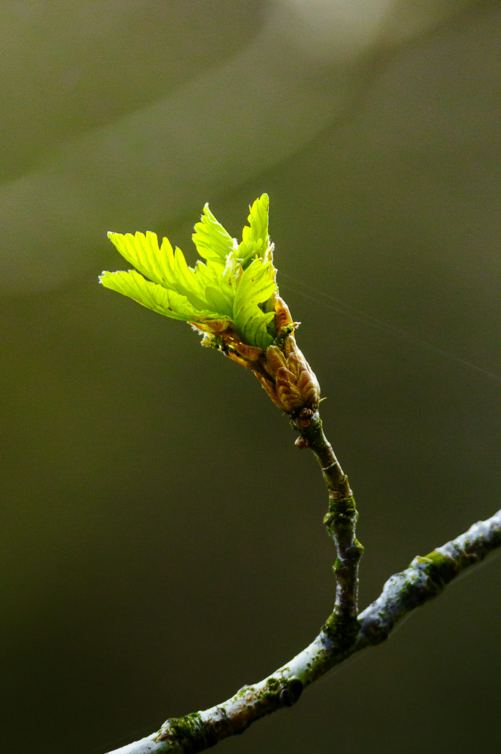 Spring growth by Adam Lack
