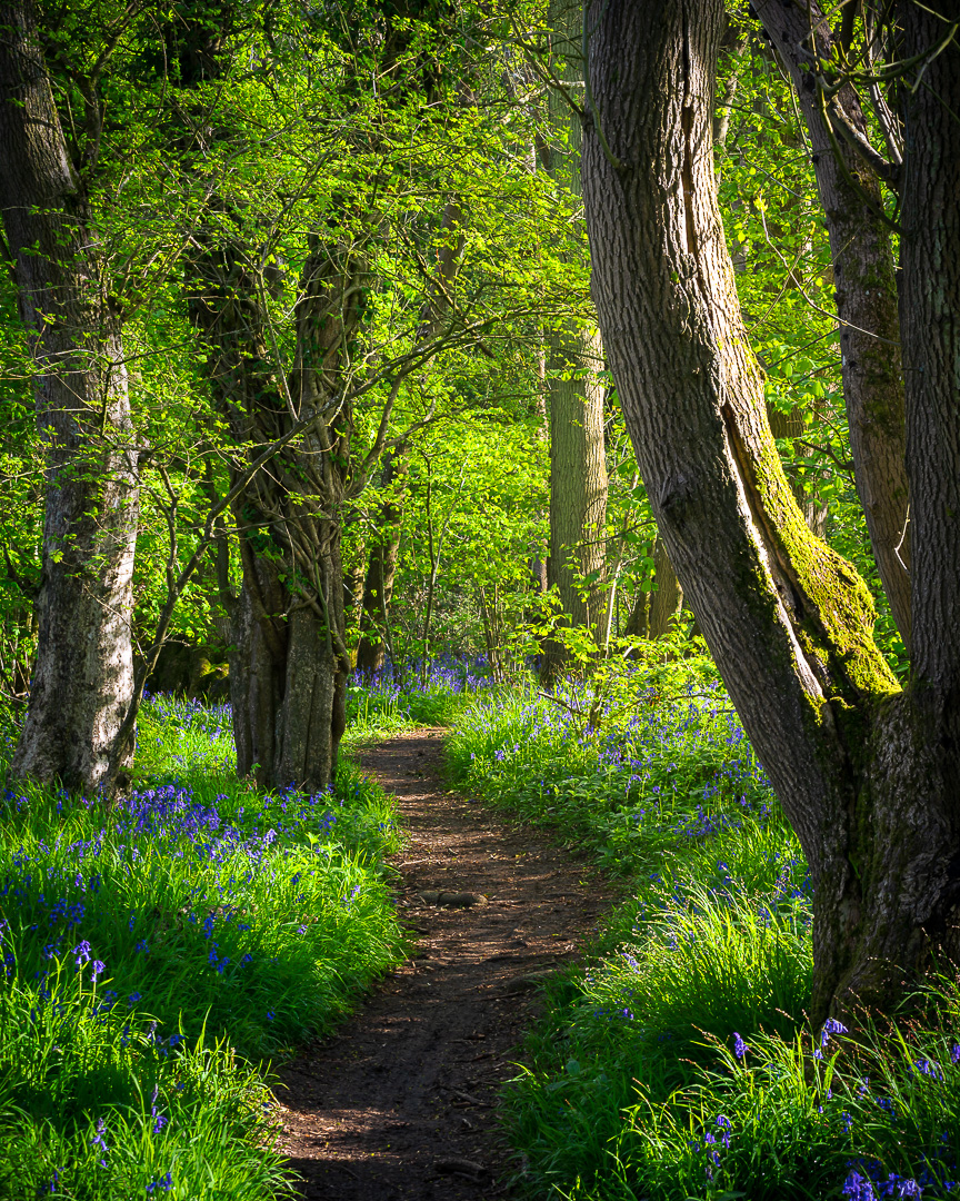 Spring Pathway by Adam Lack