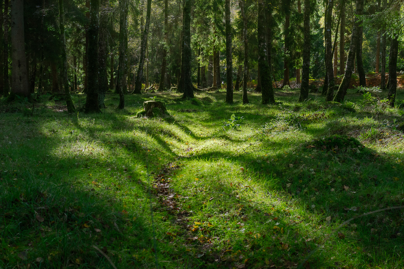 The Forest Path by Adam Lack