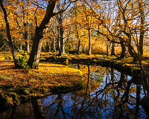 Autumn New Forest Curve