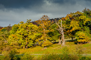 Autumn Trees at Chatsworth