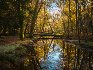 Blackwater Reflection