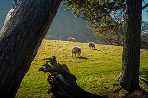 Crummock Water sheep
