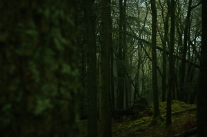 Deep in the Woods