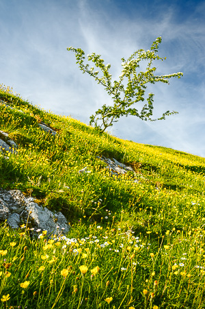 Derbyshire Springtime II