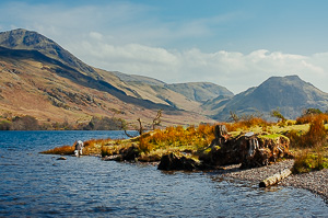 Having a drink from Crummock Water
