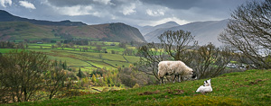 Keswick Sheep