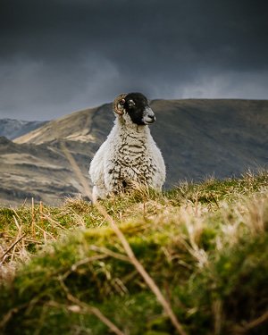 Lakeland Ram
