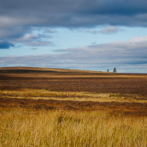 Lonely Trees in the Peaks