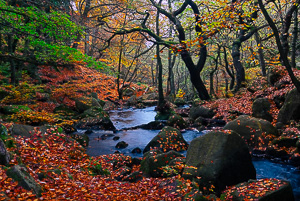 Misty Autumn in Padley Gorge