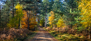 New Forest Autumn Palette