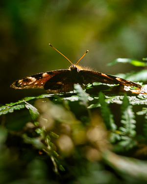 New Forest Butterfly