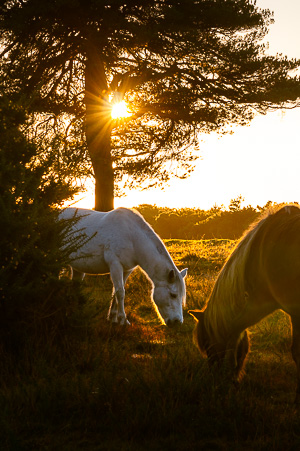 New Forest Ponies at Sunrise