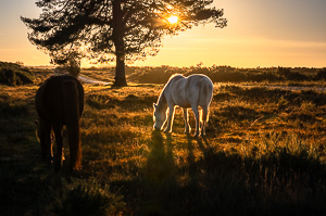 New Forest Ponies at Sunrise II