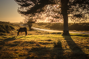 New Forest Pony Sunrise II