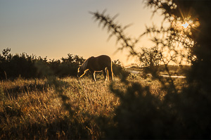 New Forest Pony Sunrise IV