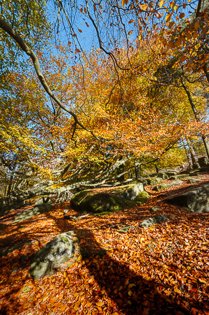 Peak District Woodland in Autumn