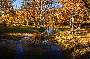 Puttles Bridge in the autumn